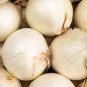 Early White Grano PRR Onion Seeds NON-GMO Heirloom Fresh Garden