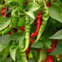 Long Slim Cayenne Hot Pepper Seeds NON-GMO Heirloom Fresh Garden