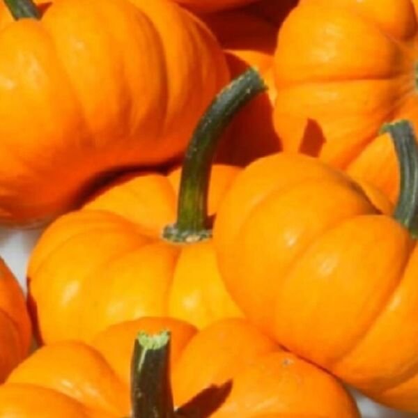 Jack Be Little Pumpkin Seeds NON-GMO Heirloom Fresh Garden Seeds