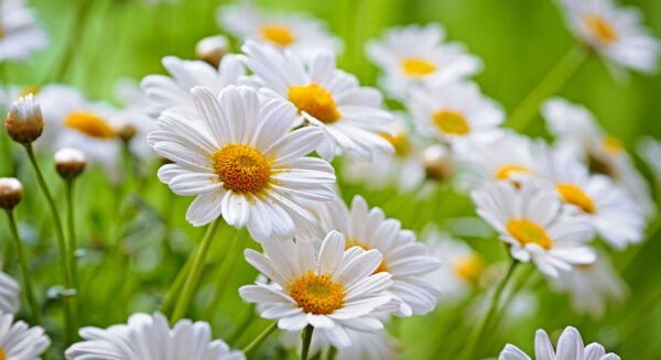 Chamomile Seeds - Common - Non Gmo - Herb Seeds