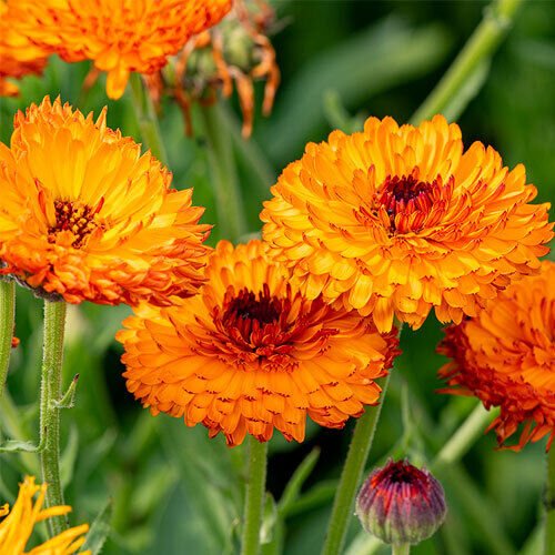 Calendula Seeds - Herb Seeds - Flower seeds - Fresh Seeds