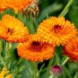 Calendula Seeds - Herb Seeds - Flower seeds - Fresh Seeds
