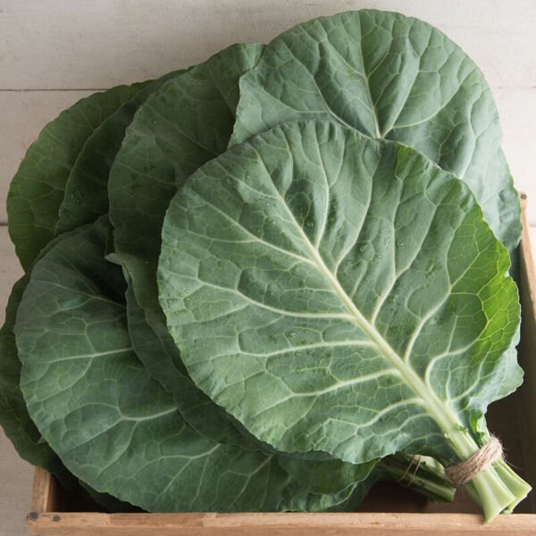 Collard Seeds - Flash - Vegetable Seeds - Non Gmo