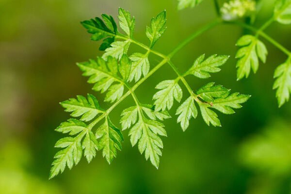 Chervil Seeds - Vertissimo - Herb Seeds - Non Gmo