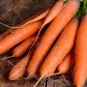 Carrot Seeds - Bolero - Non Gmo
