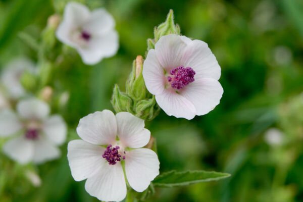 Marshmallow Herb Seeds - Herb Seeds - Non Gmo
