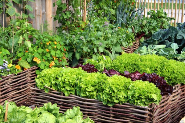 Garden Seeds - Non GMO - Large Seeds Species -Fresh Seeds