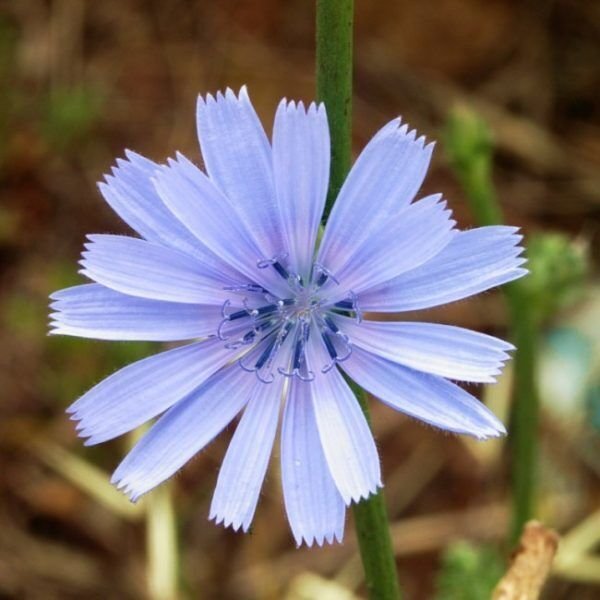Chicory Seeds Non-GMO 300 Non-GMO