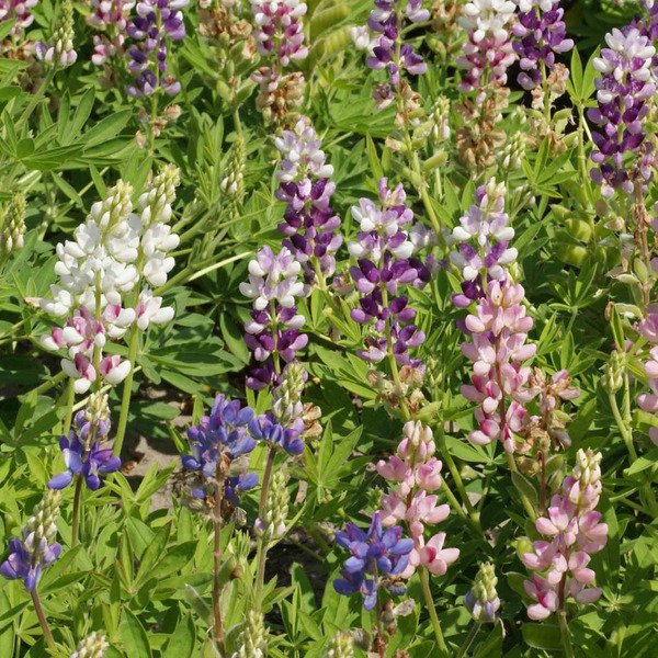 Pixie Lupine Seeds 50 Non-GMO
