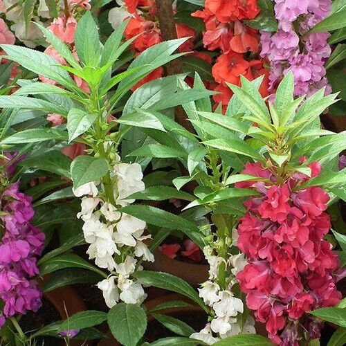 Tom Thumb Impatiens Seeds 50 Non-GMO