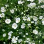 Baby's Breath Seeds 300 Non-GMO