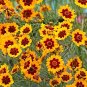 Plains Coreopsis Seeds 300 Non-GMO