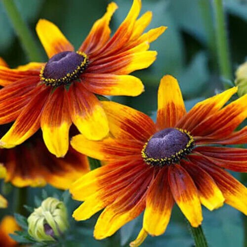 Gloriosa Daisy Seeds 500