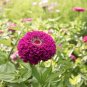 Purple Prince Zinnia Seeds 50 Non-GMO