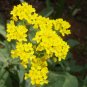 Basket Of Gold Alyssum Seeds 250 Non-GMO