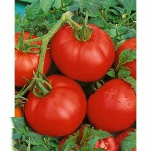 Ace 55 Tomato Seeds Low Acidity Heirloom NON-GMO