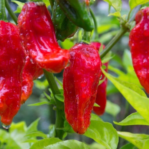 Ghost Pepper Seeds Bhut Jolokia EXTREMELY HOT PEPPER Genuine