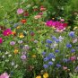 Northeast Wildflower Seed Mix 19 Stunning Annuals & Perennials