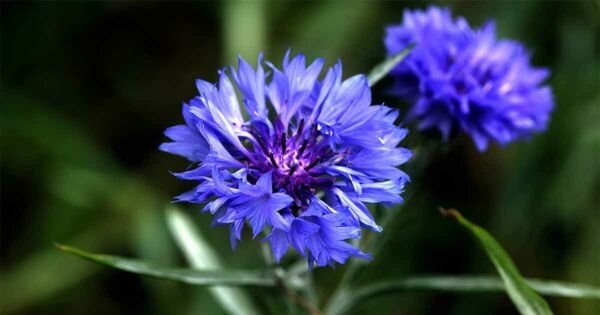 Tall Blue Cornflower Bachelor Button Wildflower Young Love