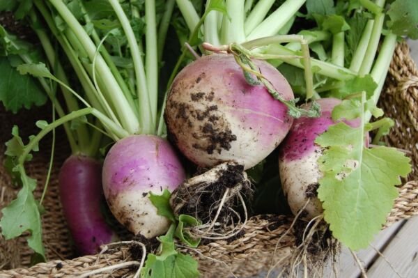 Purple Top White Globe Turnip Seeds NON-GMO Variety Size Packets