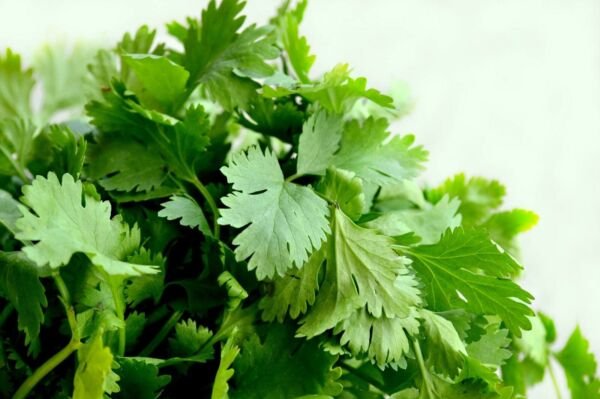 Cilantro Seeds (Split) Leisure Coriander Oriental & Mexican Cuisine