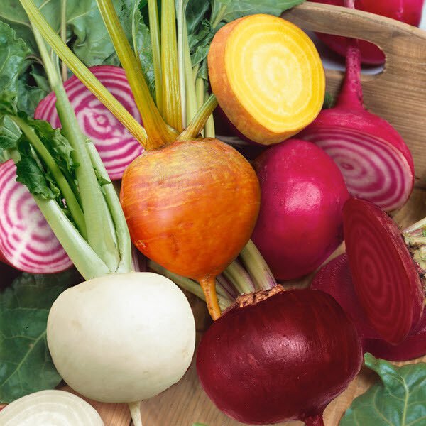 Rainbow Mix Beet Seeds 4 Species (Detroit Dark Red & Golden Chioggia White)