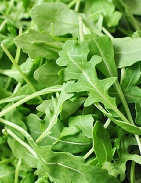 Roquette Arugula Seeds Rocket Colewort Slow Bolt NON-GMO
