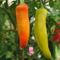 Hungarian Wax Hot Pepper Seeds Hot Banana Pepper NON-GMO Variety Sizes