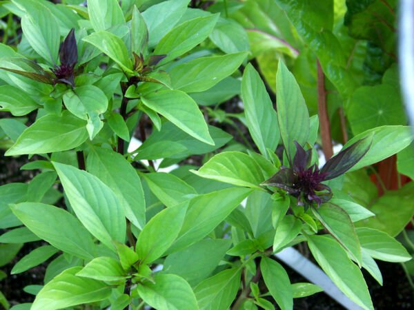 Thai Basil Horapha Hun Que Anise NON-GMO