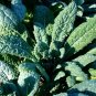 Lacinato Kale Seeds Italian Dinosaur Kale NON-GMO Cruciferous