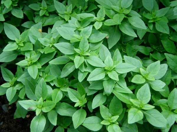 Spicy Globe Basil Basil Bush NON-GMO