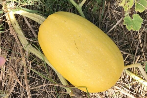 Vegetable Spaghetti Winter Squash Seeds NON-GMO