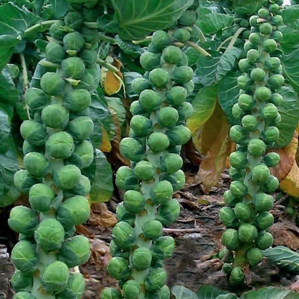Long Island Improved Brussels Sprouts Seeds NON-GMO