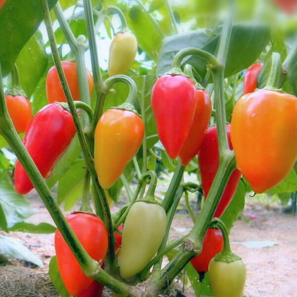 Santa Fe Grande Hot Pepper Seeds Guero NON-GMO