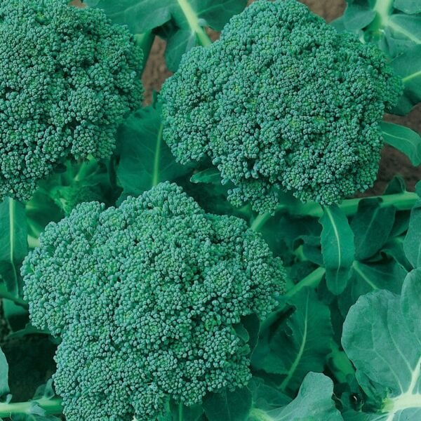 Calabrese Broccoli Seeds NON-GMO Cruciferous