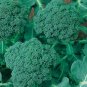 Calabrese Broccoli Seeds NON-GMO Cruciferous
