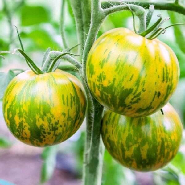 Green Zebra Tomato 30 NON-GMO