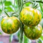 Green Zebra Tomato 30 NON-GMO