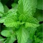Peppermint NON-GMO Aromatic Perennial