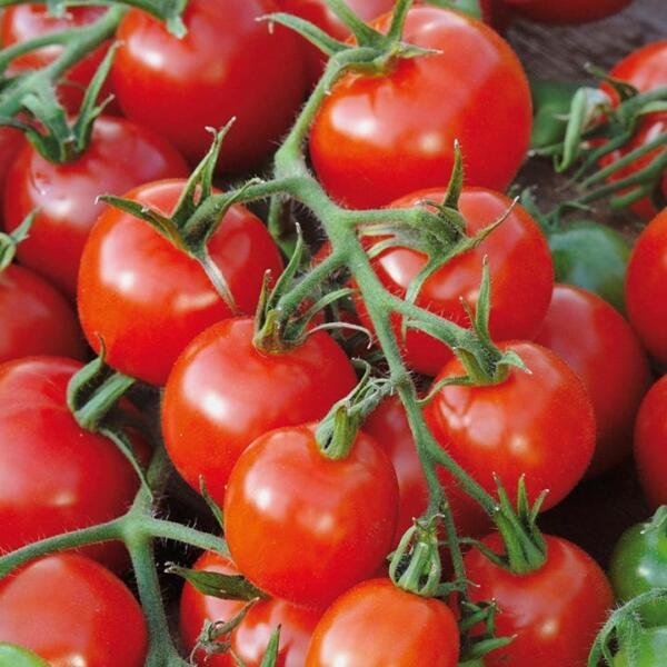 Large Red Cherry Tomato Seeds Salad Heirloom Non-GMO