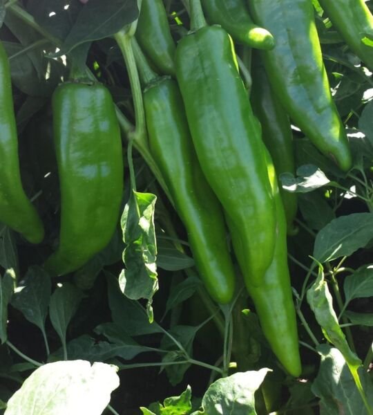 NM 6-4 Heritage Chili Pepper Seeds NuMex Mild Green Chile Ristra
