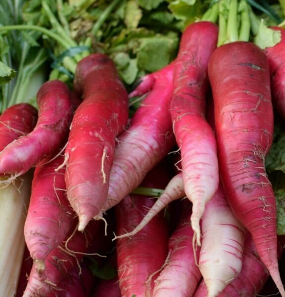 China Rose Radish Seeds NON-GMO Kaiware Winter Radish