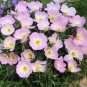 Showy Evening Primrose Seeds Pink Ladies Amapola Mexican Primrose