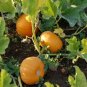 Small Sugar Pumpkin NON-GMO New England Pie Pumpkin Sugar Pie