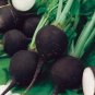 Black Spanish Round Radish Seeds Spicy NON-GMO