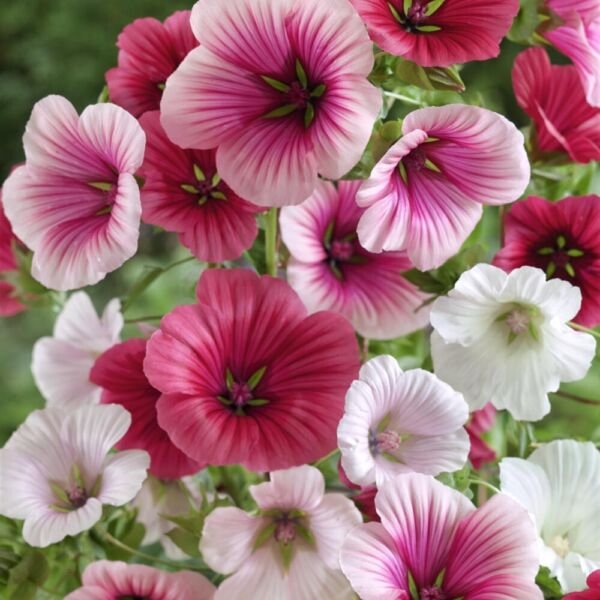 Malope Trifida Seeds Dwarf Rose Mallow Border & Bed Flowers