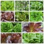Romaine and Butterhead Lettuce Collection NON-GMO 10 Varieties