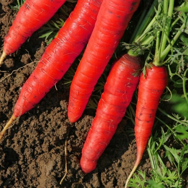 Atomic Red Carrot Seeds Lycopene NON-GMO