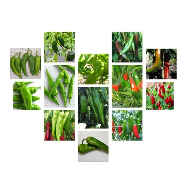 Chili Pepper Seeds Collection NON-GMO 12 Varieties to Choose From
