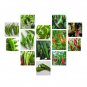 Chili Pepper Seeds Collection NON-GMO 12 Varieties to Choose From